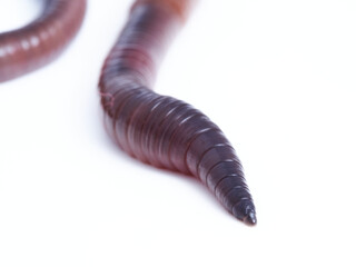 Earthworm. Lumbricidae family. 