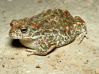Natterjack Toad. Epidalea Calamita