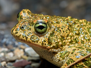 Natterjack Toad. Epidalea Calamita