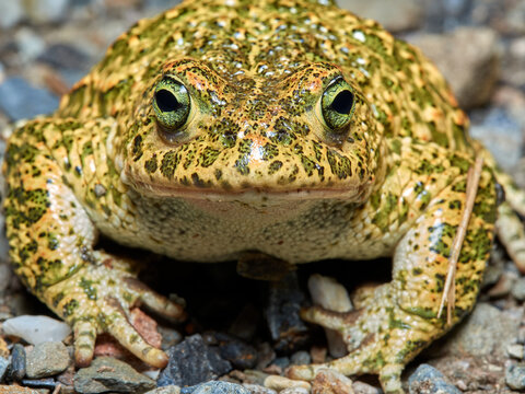 Natterjack Toad. Epidalea Calamita