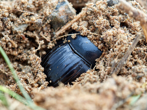 Spanish Dung Beetle. Copris hispanus.