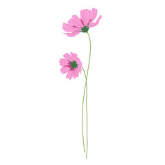 Two pink cosmos flowers with long stems, summer bouquet of flowers. Hand-drawn vector, flat style. Beautiful nature art flora. Spring and summer flowering. Elegant decor for garden, weddings.