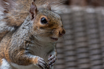 Squirrel close up with its mouth open