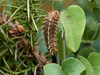 Spanish Festoon. Zerynthia rumina