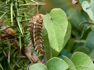 Spanish Festoon. Zerynthia rumina