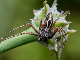 Oxyopes heterophthalmus. Lynx Spider