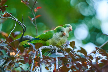 Cotorras argentinas 4