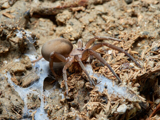 Spider on  a natural environment. Filistata insidiatrix