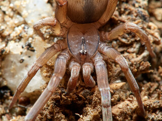 Spider on  a natural environment. Filistata insidiatrix