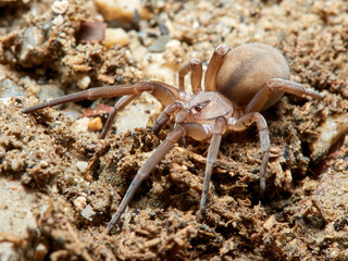 Spider on  a natural environment. Filistata insidiatrix