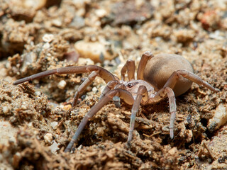 Spider on  a natural environment. Filistata insidiatrix