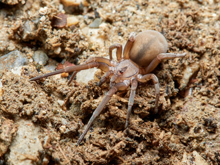 Spider on  a natural environment. Filistata insidiatrix