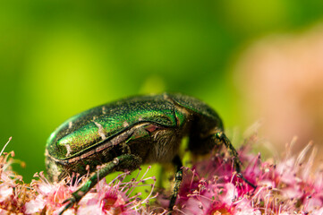 Large green insect beetle close-up. Macro photography