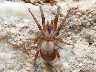 Spider on  a natural environment. Filistata insidiatrix