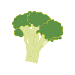 Broccoli vegetable. Healthy food, vegetarianism, agriculture. Natural ingredient for a dish, a source of vitamins. Fresh organic cuisine, kitchen coocking, farm. For ecology cuisine.