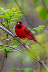 Amazing Cardinal