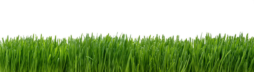 Fototapeta na wymiar Panoramic view of fresh grass isolated on white background