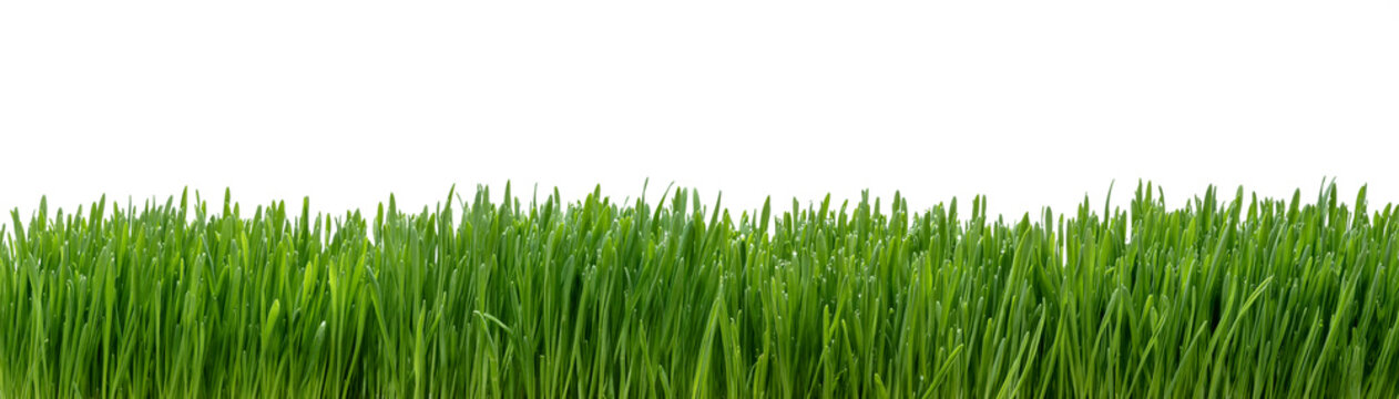 Panoramic view of fresh grass isolated on white background