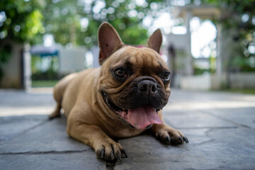 Cute French bulldog lying with tongue hanging outdoor.