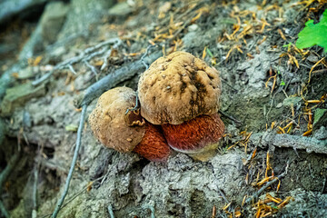Mushrooms, primeval forest Stuzica, National Park of Poloniny, Slovakia