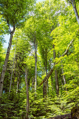 Fototapeta premium Primeval forest Stuzica, National Park of Poloniny, Slovakia