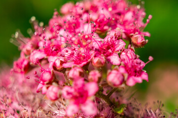 Red plant close up. Macro photography.