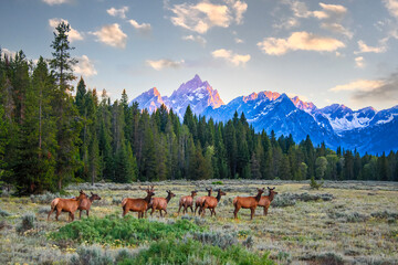 Elk Herd in the Meadow