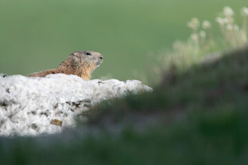 Alpine marmot on the rock, fine art portrait (Marmota marmota)