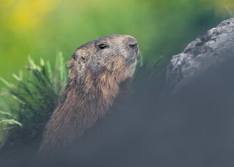 Extreme closeup for the Alpine marmot among the rocks (Marmota marmota)