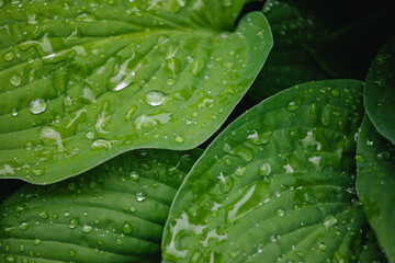 Obraz premium green leaf with drops