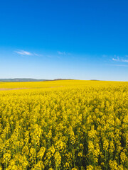 Obraz premium OLYMPUS DIGITAL CAMERA