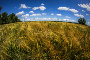 field of bread