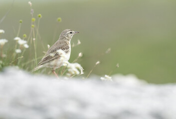 Fine art portrait of young  northern wheatear bird  (Oenanthe oenanthe)