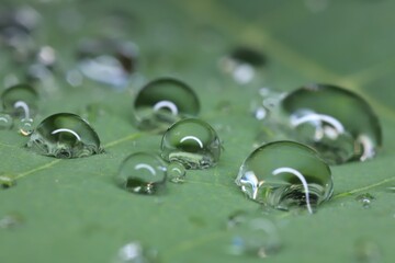 water drops on a green leaf