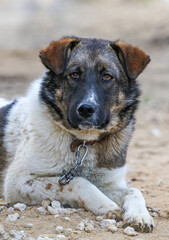Portrait of a dog lying on the ground.