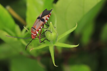 bug on a hibiscus bud