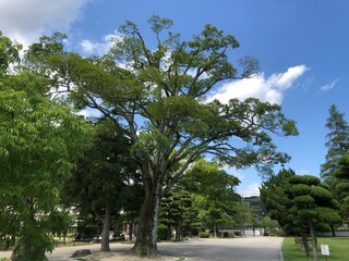 Obraz premium palm trees in the park