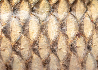 Fish scales as an abstract background.