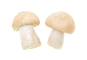 Mushroom Calocybe gambosa on a white background.
