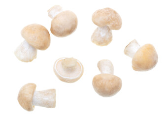 Mushroom Calocybe gambosa on a white background.