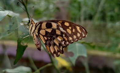 butterfly on a leaf