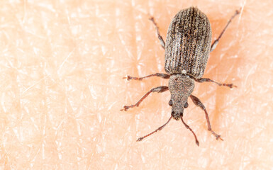 Close-up of a beetle on human skin.