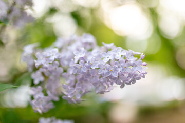 Beautiful lilac flowers in nature.