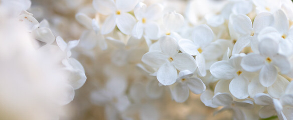 White lilac flowers in nature.