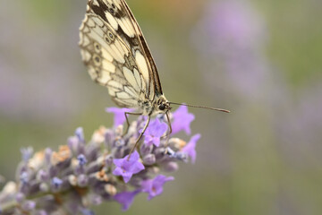 papillon