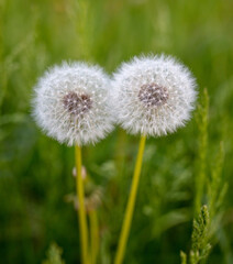 Fluffy dandelion in the park.
