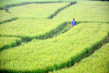 rice field