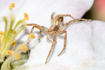 Close-up of a spider on a spring tree flower.