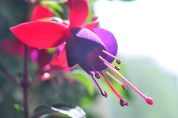 macro flowers