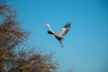 Heron with a branch in its mouth flying back to a tree under blue sky, Camargue, southern France.